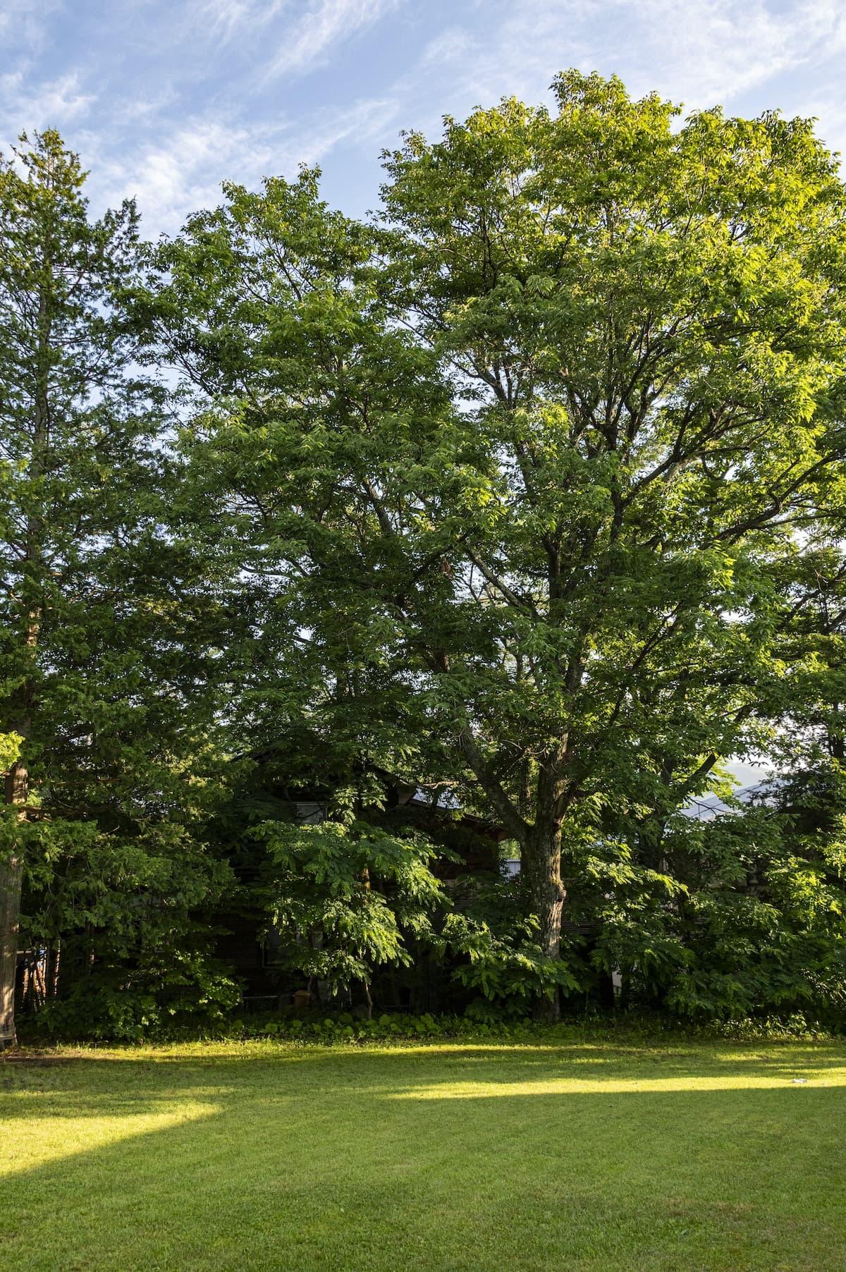 Majestic Symbol Oak Tree